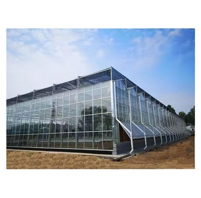 Large Venlo Glass Greenhouse Ideal Solution for Vegetable Cultivation Turnkey Project
