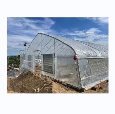 6m-10m Width Single Layer High Strength Poly Tunnel Greenhouse For Tomato Production