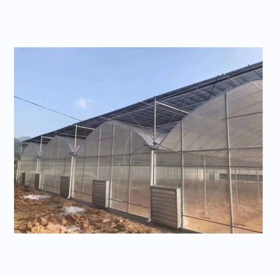 8m Span Width Poly Tunnel Greenhouse For High Yield Tomato Cultivation