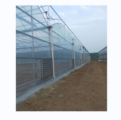 Shine Tech Multi Span Plastic Film Greenhouse For Tomato And Strawberry Cultivation