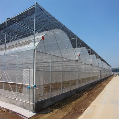 4.0-8.0M Height Agriculture Multi Span Plastic Film Greenhouse For Tomato Turnkey Project