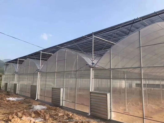 4.0-8.0M Height Agriculture Multi Span Plastic Film Greenhouse For Tomato Turnkey Project