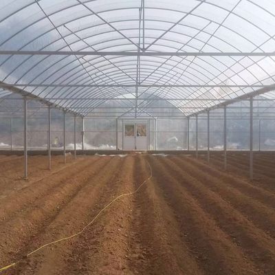 4.0-8.0M Height Agriculture Multi Span Plastic Film Greenhouse For Tomato Turnkey Project