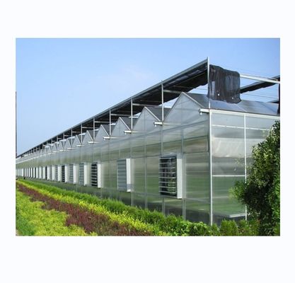 Sturdy And Large Greenhouse Agriculture Polycarbonate With Galvanized Steel Frame