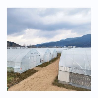 6m-10m Width Galvanized Steel Frame Single Span PE Film Greenhouse for Tomato