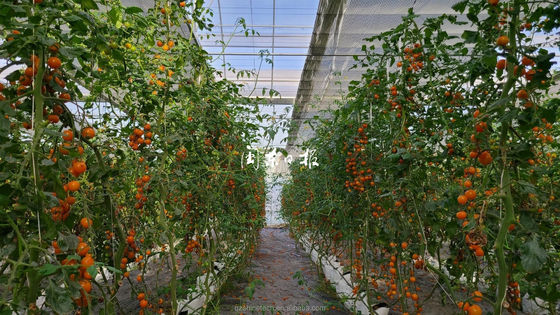 Commercial Agricultural Greenhouse with Hydroponic System and 8mm PC Sheet Covering