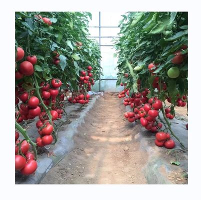 Small High Tunnel Film Greenhouse For Growing Tomatoes 6m-10m Width