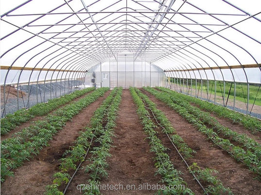 Small High Tunnel Film Greenhouse For Growing Tomatoes 6m-10m Width