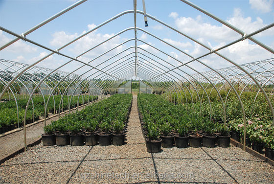 Small High Tunnel Film Greenhouse For Growing Tomatoes 6m-10m Width