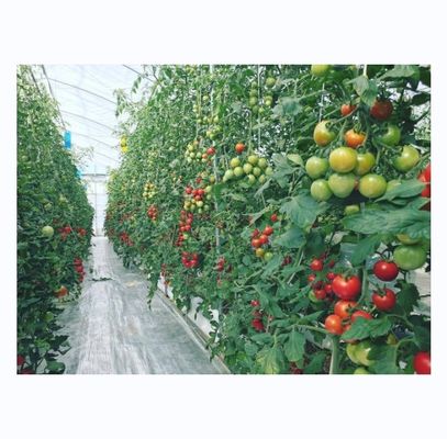 Tomato Hydroponic Agricultural Greenhouse For Enhanced Yield In Single Span Design
