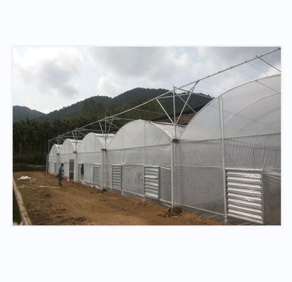 150/200 Micro Covering PE Multi Span Film Greenhouse For Tomato Farming In Agriculture