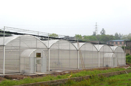 150/200 Micro Covering PE Multi Span Film Greenhouse For Tomato Farming In Agriculture