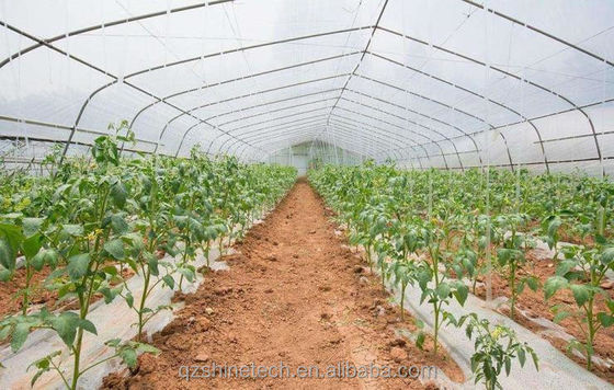 150/200micro Film Covered Tunnel Greenhouse For Hydroponic Tomato Growing