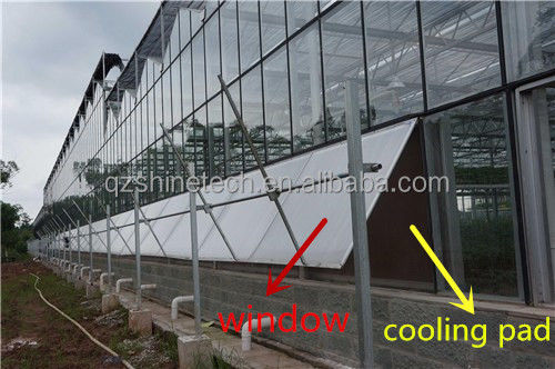 Super Strong Resistance Venlo Glass Greenhouse for Commercial Agricultural Turnkey Project
