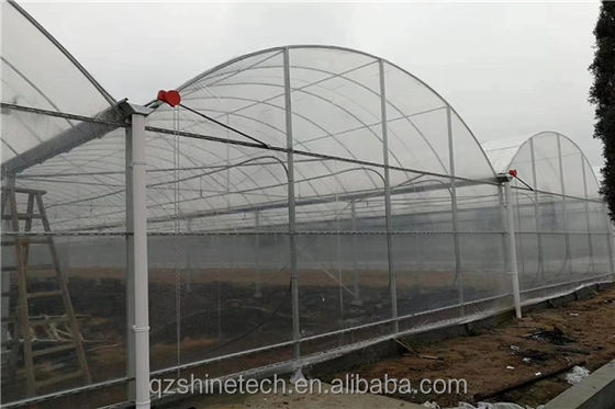 Intelligent Greenhouse For Tomato Cultivation Multi Span Film Green House By Shine Tech