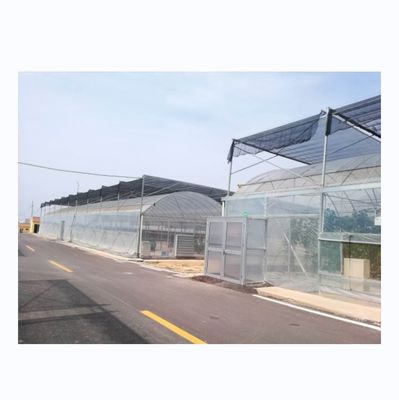 4.0-8.0M Height Agricultural Multi Span Film Greenhouse with Super Strong Resistance