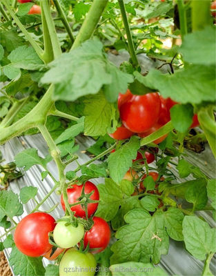 Film Covered Single Span Agricultural Greenhouse For Hydroponic Crop Cultivation