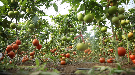 Film Covered Single Span Agricultural Greenhouse For Hydroponic Crop Cultivation