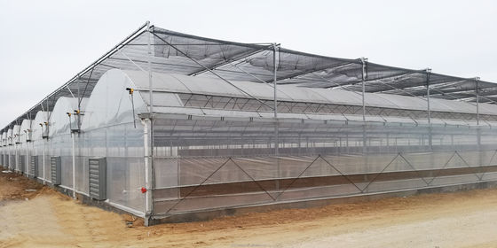 4.0-8.0M Height Agricultural Multi Span Film Greenhouse with Super Strong Resistance