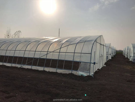 Film Cover 50x8m Single Span Type Agricultural Tunnel Greenhouse with 3.5-5M Height