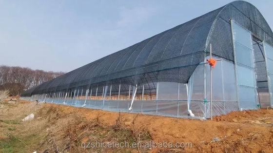 Film Cover 50x8m Single Span Type Agricultural Tunnel Greenhouse with 3.5-5M Height