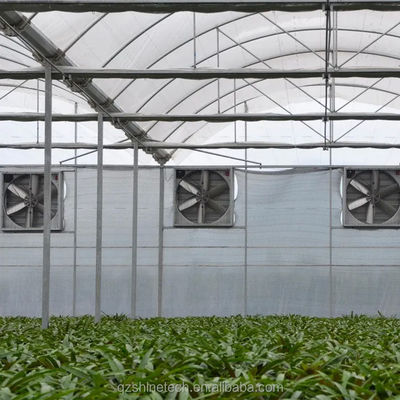 Optimal Irrigation Agricultural Multi Span Plastic Greenhouse for Single Layer Crops