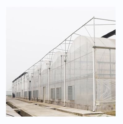 PE Multi Span Greenhouse for Tomato Growing and Agricultural in Tropical Climate