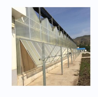 Vegetable Fruits Flowers Multi Span Agricultural Greenhouses With Hydroponic Systems
