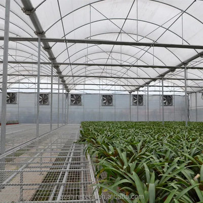 PE Multi Span Greenhouse for Tomato Growing and Agricultural in Tropical Climate