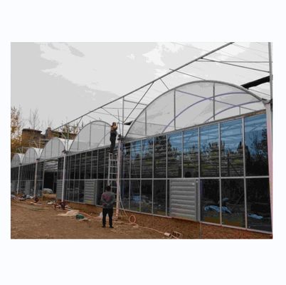 Hot Dip Galvanized Steel Tube Frame Multi Span Agricultural Greenhouse