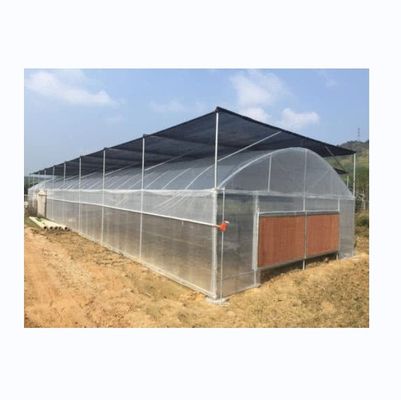 Small Single Span PE Plastic Film Greenhouse For Vegetable Agriculture 10-100m Length