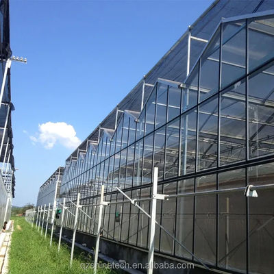 Large Agricultural Intelligent Holland Greenhouse Glass for Tomatoes Cucumber Lettuce