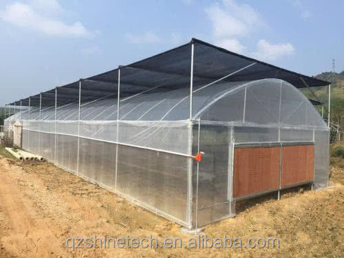 High Tunnel Film Covered Tomato Greenhouse with Shade Net Single Layer 10-100m Length