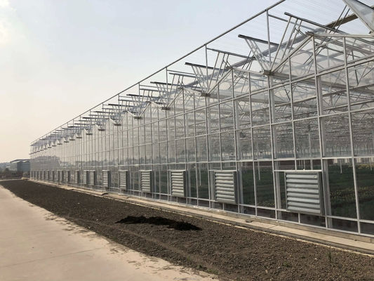 Large Agricultural Intelligent Holland Greenhouse Glass for Tomatoes Cucumber Lettuce