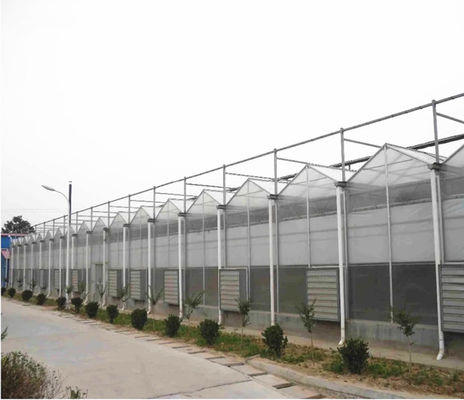 Tomato Grow Agriculture Greenhouses Manufacturers in Venlo Style with PC Sheet Cover