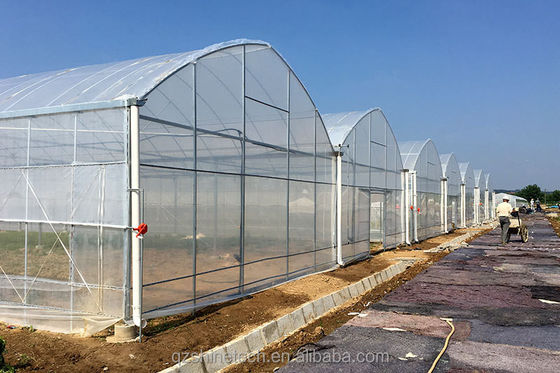 Customizable Size Multi Span Agricultural Greenhouses With Hot Dip Galvanized Steel Tube
