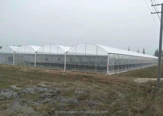 Customizable Size Multi Span Agricultural Greenhouses With Hot Dip Galvanized Steel Tube