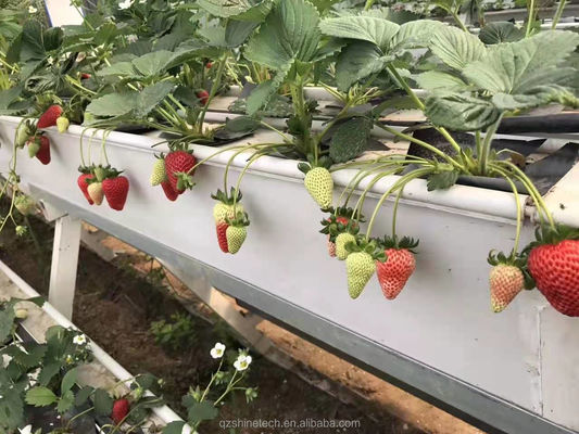 Condition PVC-U Water Pipe for Strawberry Gutter Farming in Hydroponic System