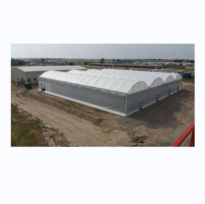 8m Span Width Multi Span Agricultural Commercial Tomato Greenhouse with Cooling System