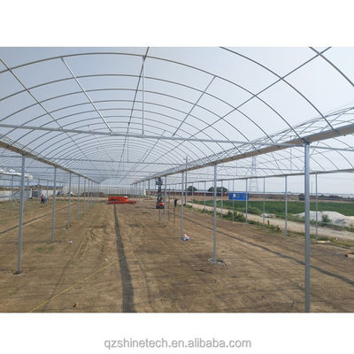 8m Span Width Multi Span Agricultural Commercial Tomato Greenhouse with Cooling System