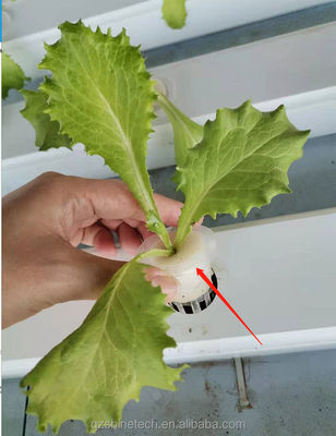 Horizontal Type PVC NFT Channel for Customized Size Hydroponic Leafy Vegetable Farming