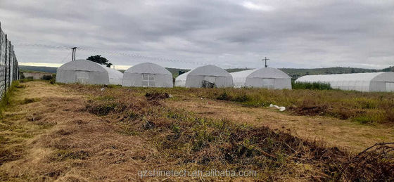 Single Span Greenhouse Simple Frame Poly Tunnel Film Greenhouse For Agricultural