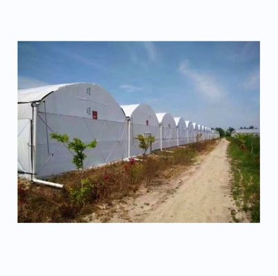 8m-12m Span Width Fully Automated Blackout Greenhouse For Superior Agriculture