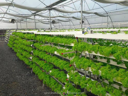 Video Outgoing Inspection Hydroponic Greenhouse For Leafy Green Vegetable Production