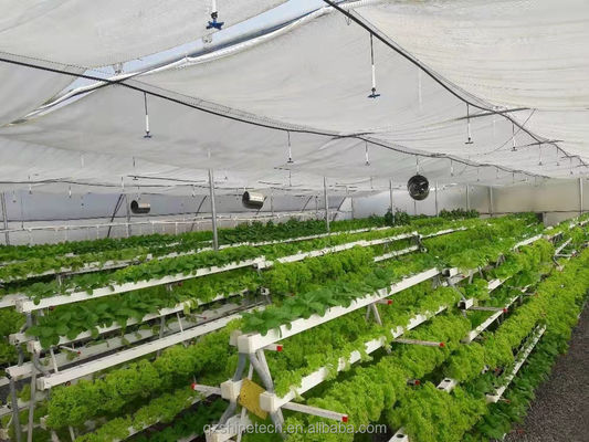 Video Outgoing Inspection Hydroponic Greenhouse For Leafy Green Vegetable Production