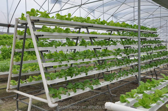 Video Outgoing Inspection Hydroponic Greenhouse For Leafy Green Vegetable Production