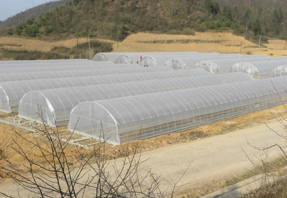Green Vegetable Tunnel Greenhouse With Easy Assembly And 150/200micro Film