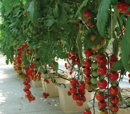 30*25*23cm Dutch Bucket Complete Hydroponic Growing System For Tomato Cucumber Pepper