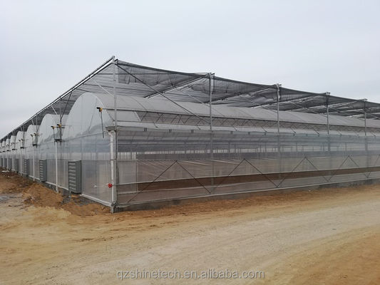 8m Span Width Poly Tunnel Greenhouse For High Yield Tomato Cultivation