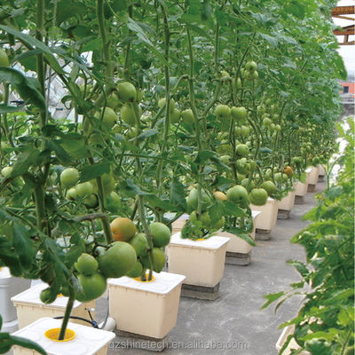 8m Span Width Poly Tunnel Greenhouse For High Yield Tomato Cultivation